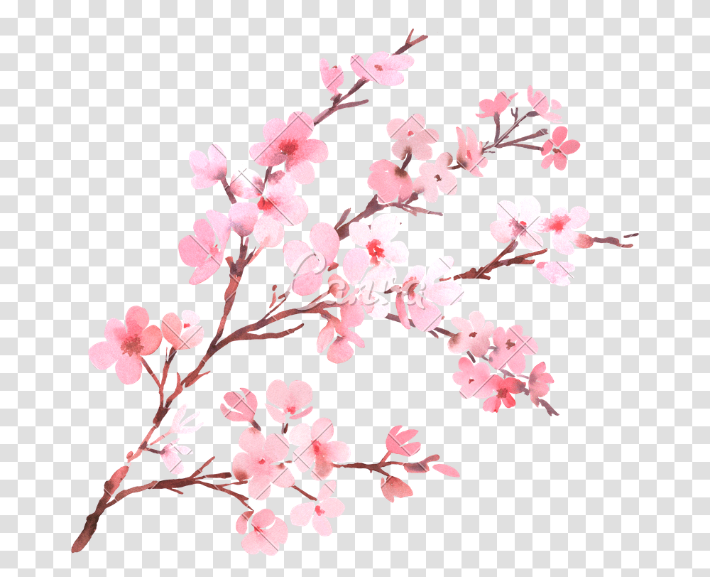 Watercolor With Spring Tree Branch In Blossom Cherry Blossom Background, Plant, Flower Transparent Png