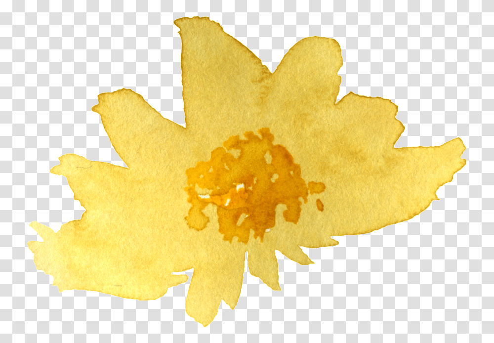 Watercolor Yellow Chrysanthemum Sacred Lotus, Plant, Flower, Blossom, Pollen Transparent Png
