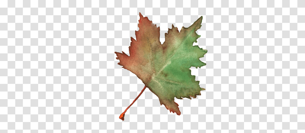 Watercolors Archives Ksenia Morozova Art, Leaf, Plant, Tree, Maple Leaf Transparent Png