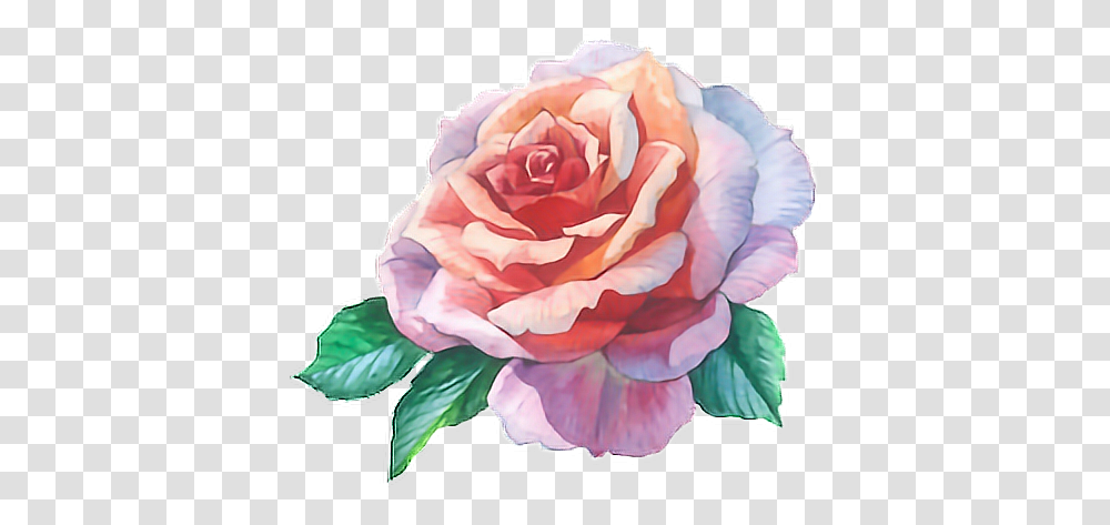 Watercolour Paint Watercolor Flower Watercolor Painting, Plant, Rose, Blossom, Petal Transparent Png