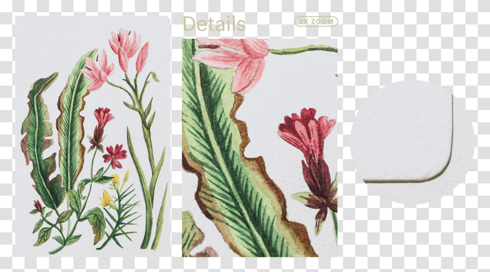 Watercolour Paper Gladiolus, Plant, Flower, Floral Design, Pattern Transparent Png