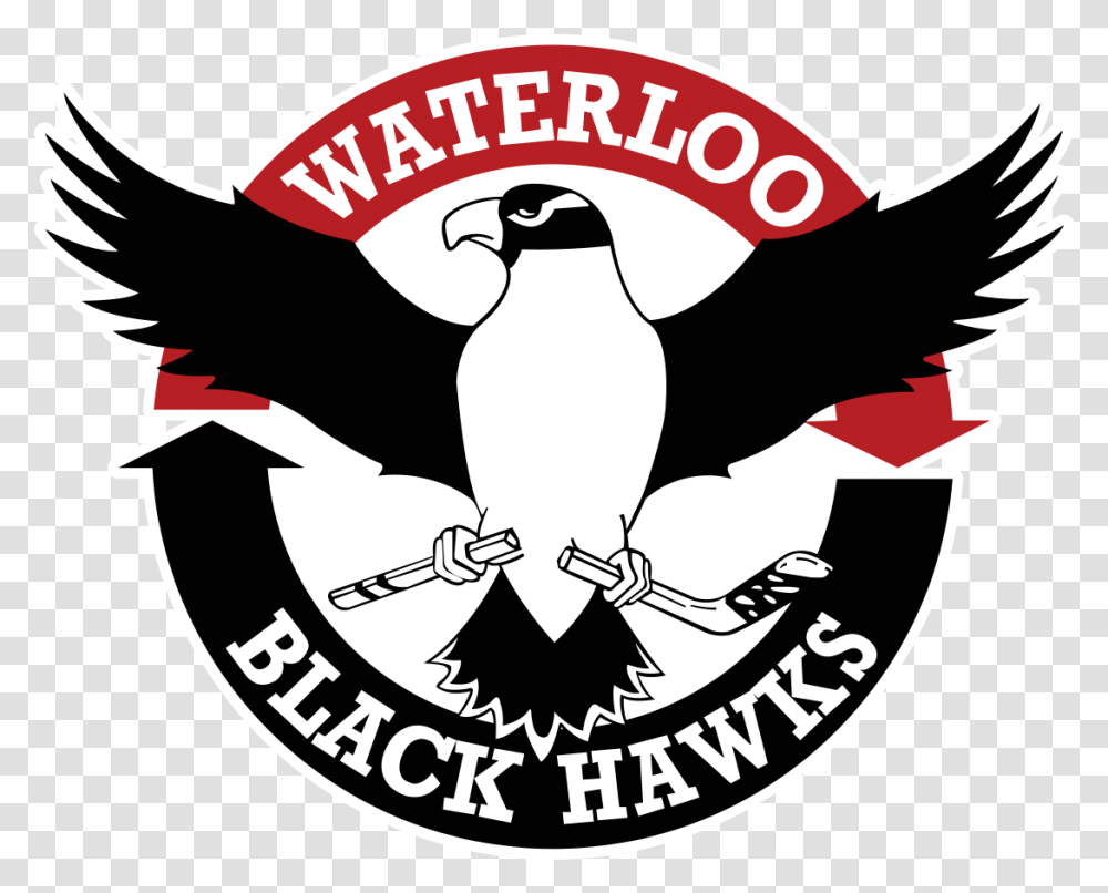 Waterloo Black Hawks, Eagle, Bird, Animal Transparent Png