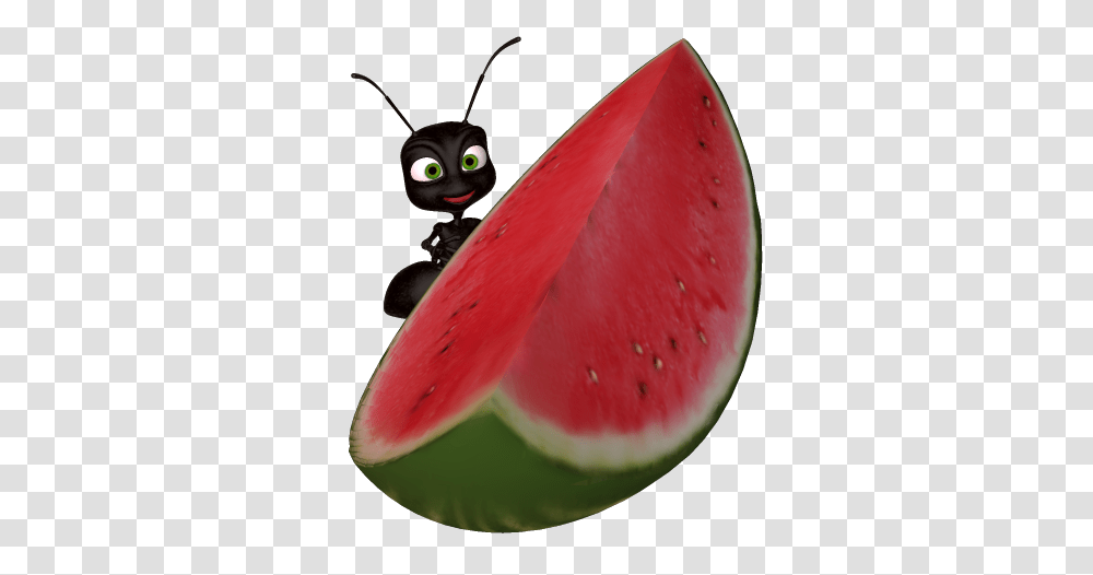 Watermelon Clip Art, Plant, Fruit, Food, Bird Transparent Png