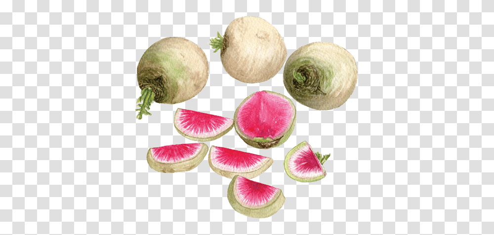 Watermelon Radish Watermelon Radish, Plant, Turnip, Produce, Vegetable Transparent Png