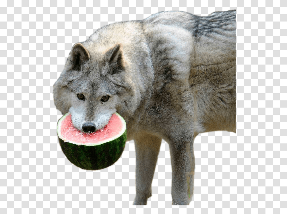 Watermelon Watermelon Wolf, Dog, Pet, Canine, Animal Transparent Png