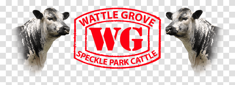 Wattle Grove Speckle Park Logo Graphic Design, Label, Cow Transparent Png