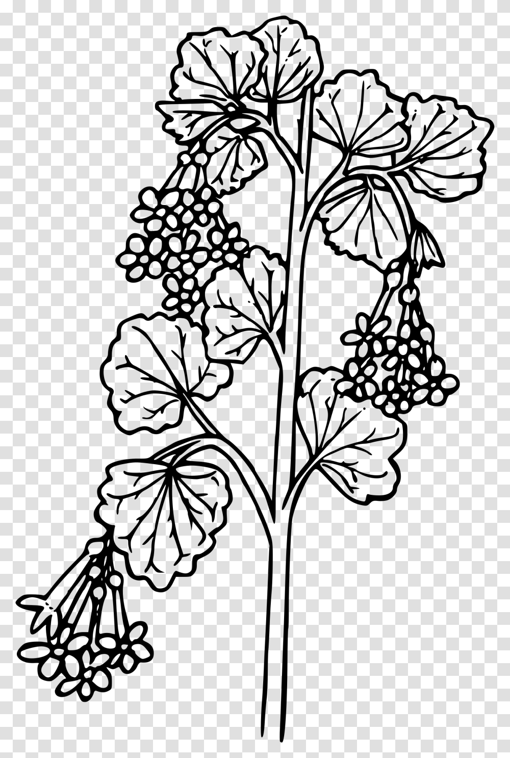 Wax Currant Clip Arts Wax Flower Line Drawings, Gray, World Of Warcraft Transparent Png
