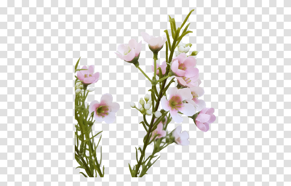 Wax Flower Bouquet, Plant, Blossom, Orchid, Pollen Transparent Png