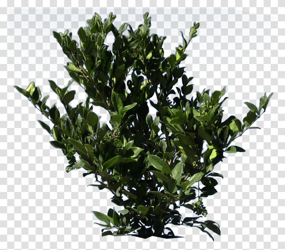 Wax Leaf Privet Bay Laurel, Potted Plant, Vase, Jar, Pottery Transparent Png