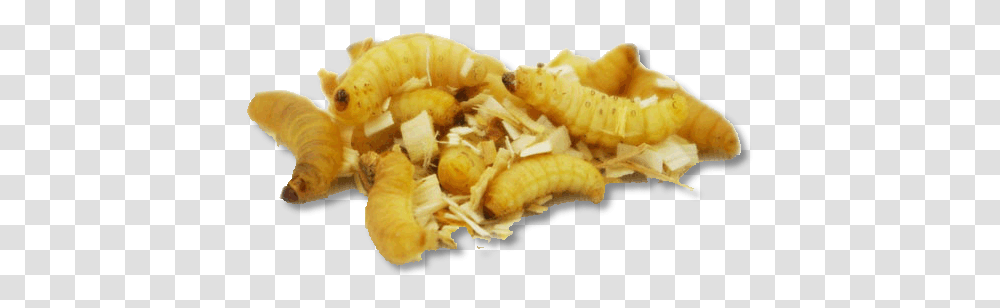 Wax Worms Bombyx Mori, Plant, Food, Fungus, Peel Transparent Png