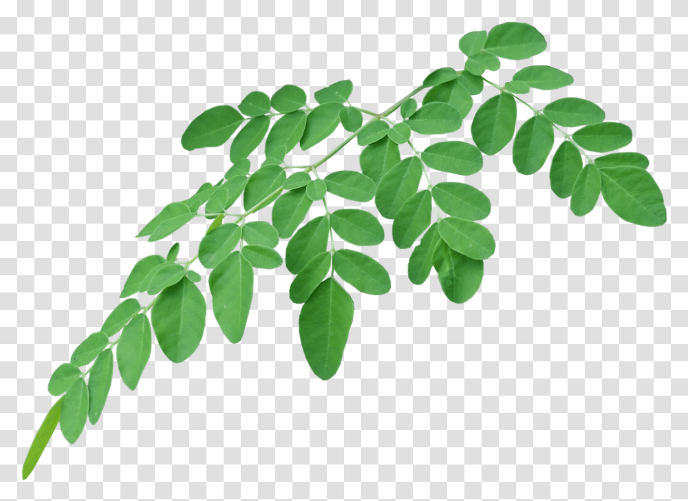 Ways To Consume Moringa Leaves, Leaf, Plant, Green Transparent Png