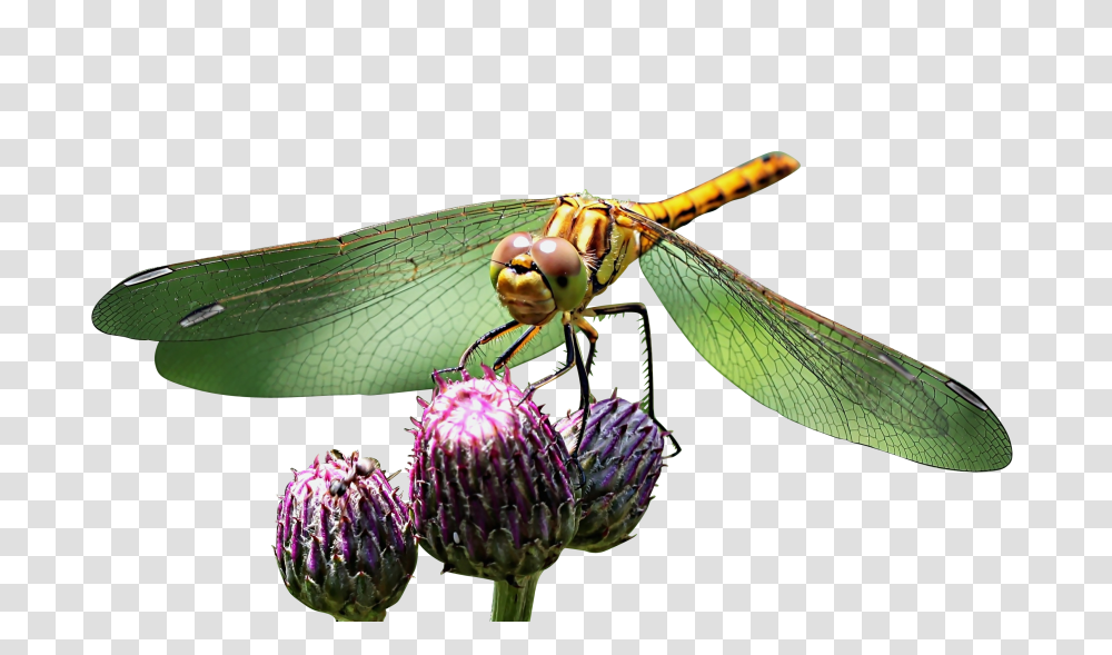 Wazka Clip, Holiday, Dragonfly, Insect, Invertebrate Transparent Png