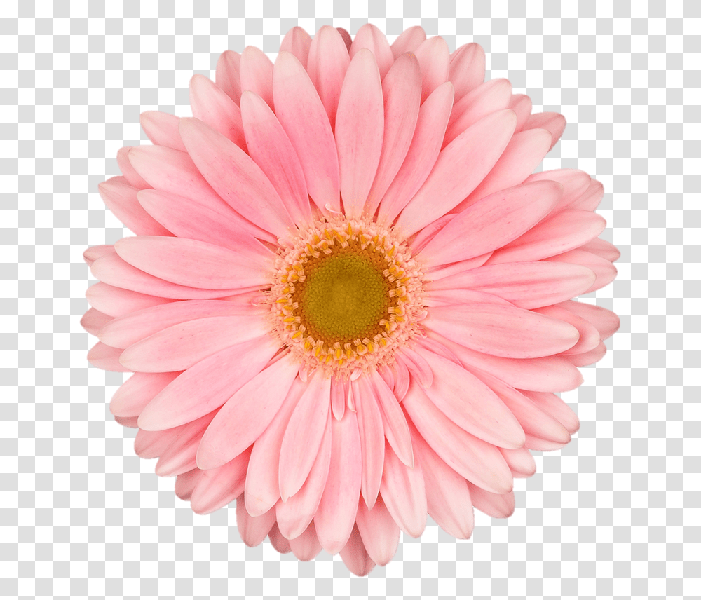 Wb Gerbera S Real Flower Clipart, Plant, Daisy, Daisies, Blossom Transparent Png