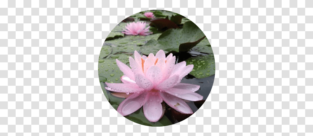 Wb Shaw Perennial Water Lily Sacred Lotus, Plant, Flower, Blossom, Pond Lily Transparent Png