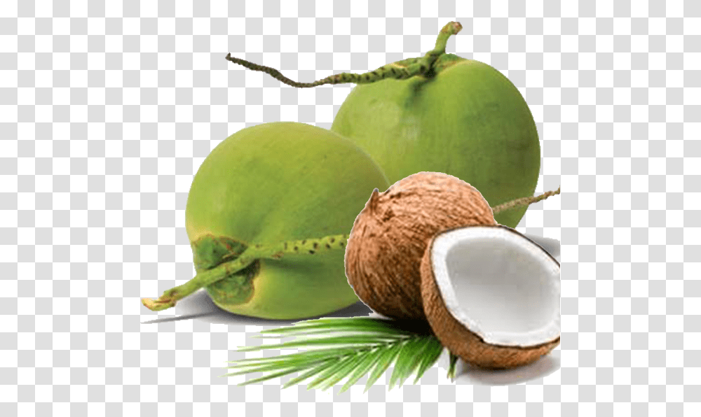 We Are Able To Ensure Stability In Our Supply Chain Tender Coconut, Plant, Vegetable, Food, Fruit Transparent Png