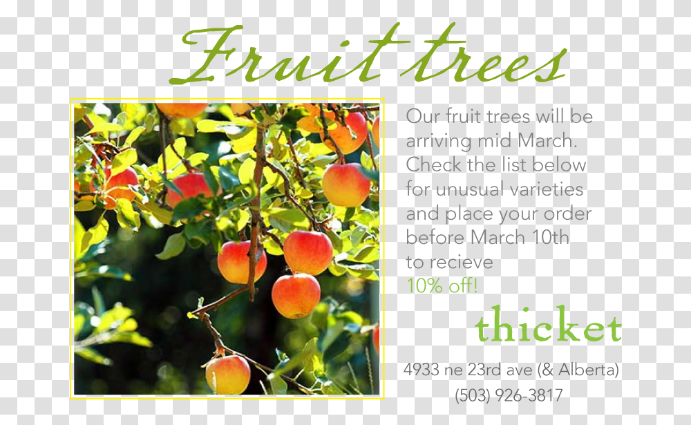 We Are Doing Our Spring Order For Fruit Trees Tree Apple Fruitful Tree, Plant, Food, Peach, Produce Transparent Png