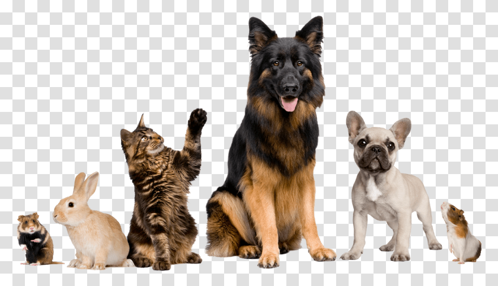 We Care For Many Kinds Of Animals Dog Walking And Pet Sitting, German Shepherd, Canine, Mammal, Cat Transparent Png