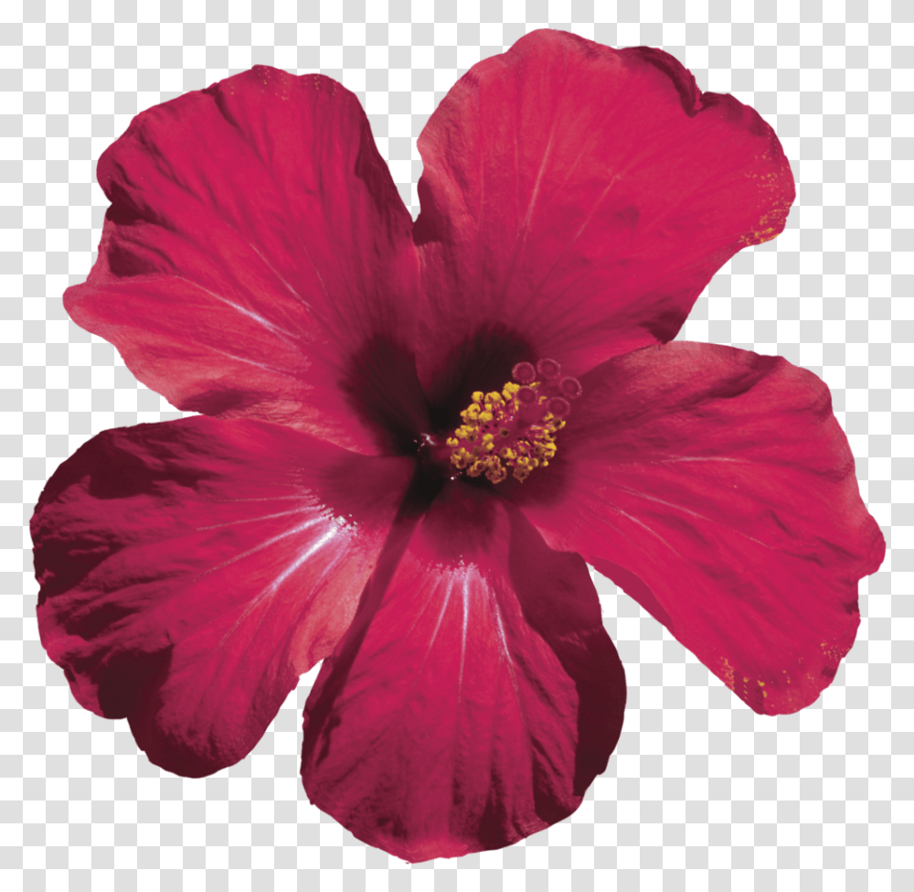 We Handcraft Each Floral Elixir With Hibiscus Flower, Plant, Blossom, Geranium, Pollen Transparent Png