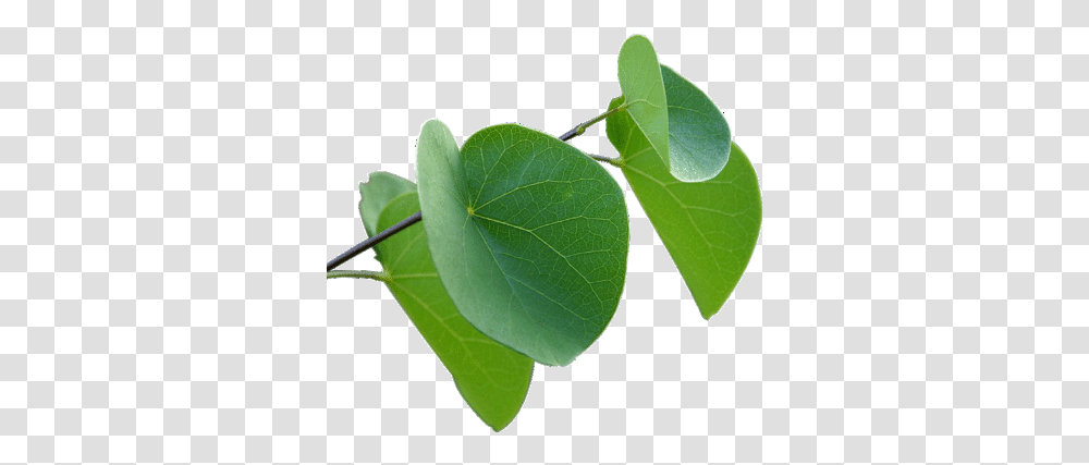 We Make Background Images Leaf On Clear Background, Plant, Veins, Vine, Ivy Transparent Png