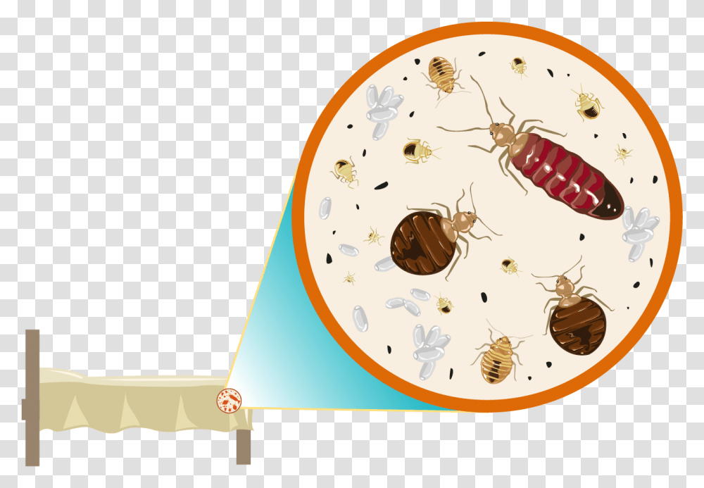 We Specialize In The Removal Of Bed Bugs Vector Bed Bugs Room, Invertebrate, Animal, Insect, Honey Bee Transparent Png