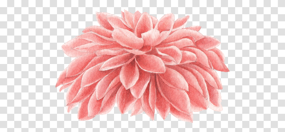 We Studio Dribbble Chrysanthemum Watercolor, Dahlia, Flower, Plant, Blossom Transparent Png