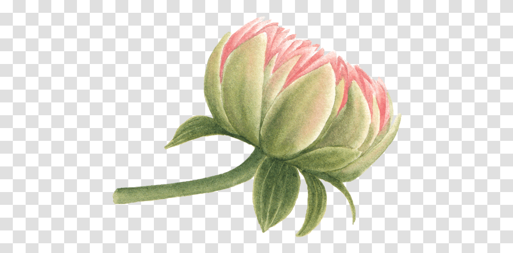 We Studio Dribbble Red Clover, Plant, Flower, Blossom, Rose Transparent Png
