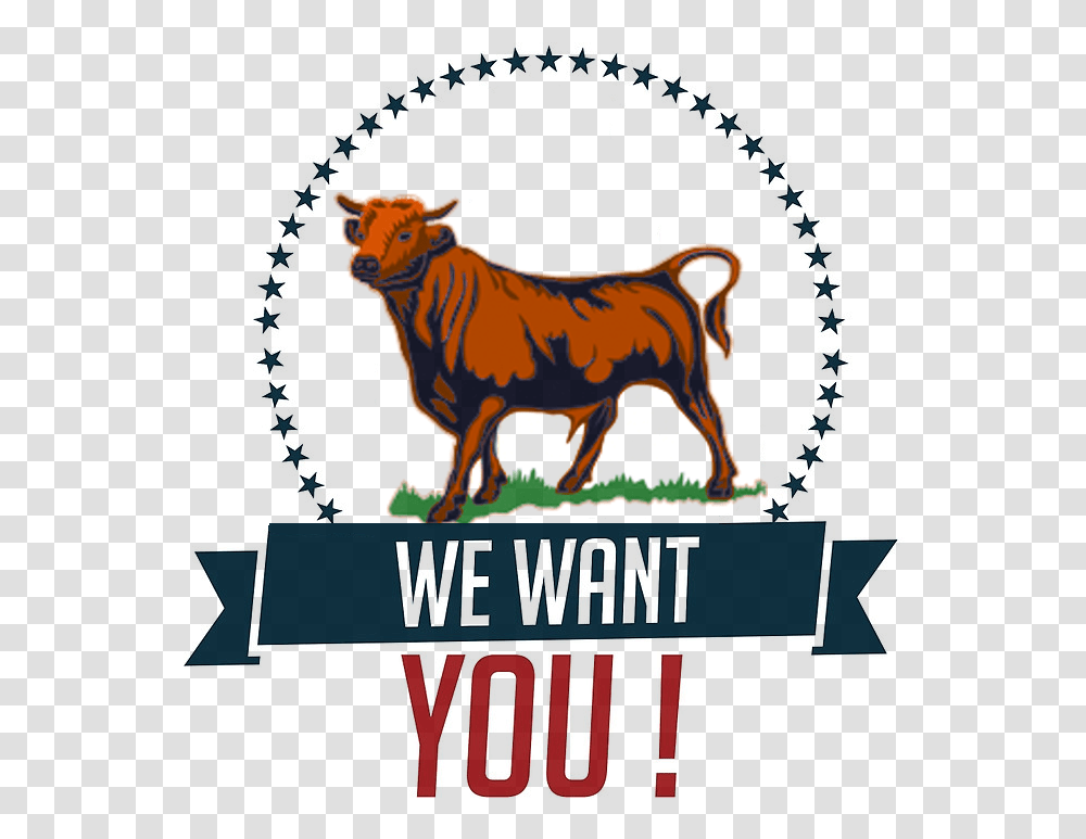 We Want You Bull Uncle Sam You Too, Mammal, Animal, Lion, Wildlife Transparent Png