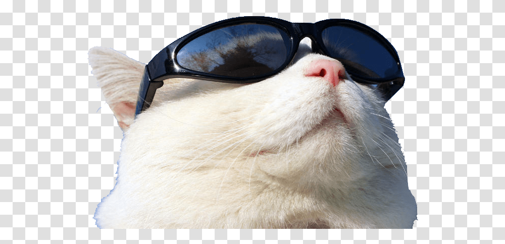 Wearing Cat Github Sunglasses Sunscreen Free Cat Wearing Sunglasses, Accessories, Accessory, Pet, Mammal Transparent Png