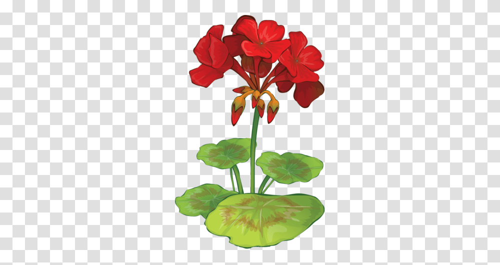 Web Design Development In Red Geranium Cottage, Plant, Flower, Blossom, Lily Transparent Png
