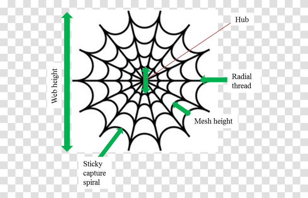 Web Diagram Spider Man Logo Vector, Spider Web Transparent Png