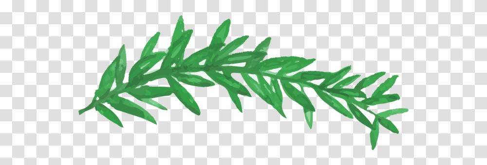Web Dividers, Leaf, Plant, Fern, Green Transparent Png