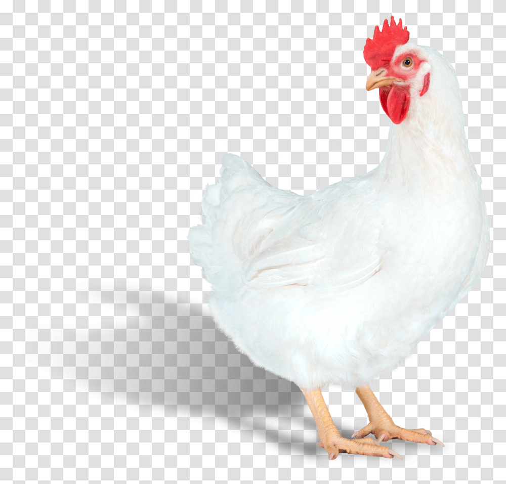 Web Png24 Ps Efficiency Plus Right Rooster, Chicken, Poultry, Fowl, Bird Transparent Png