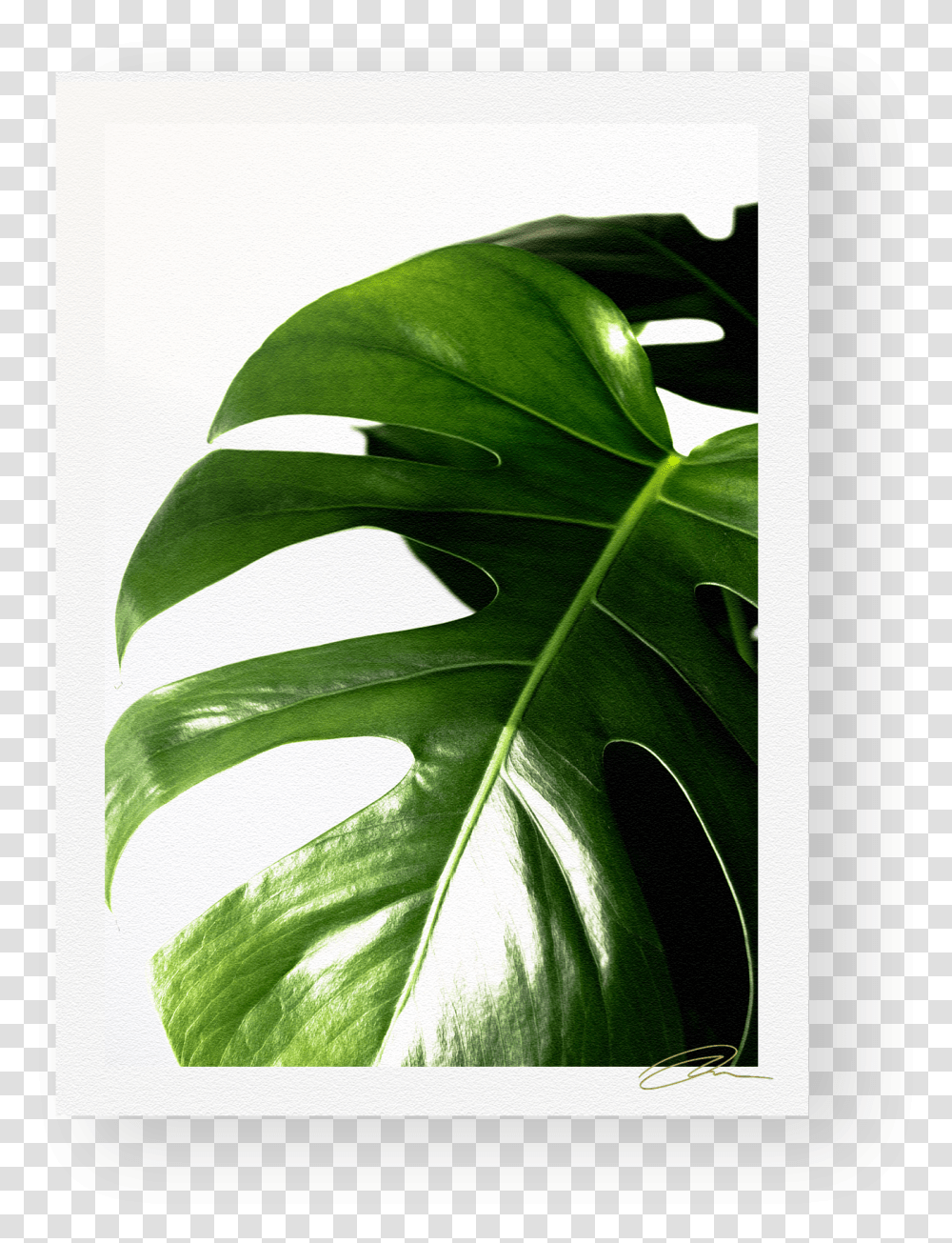 Web Template, Leaf, Plant, Veins, Painting Transparent Png