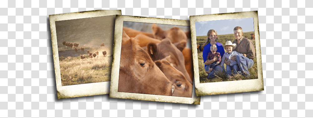 Weber Land And Cattle Working Animal, Person, Human, Cow, Mammal Transparent Png