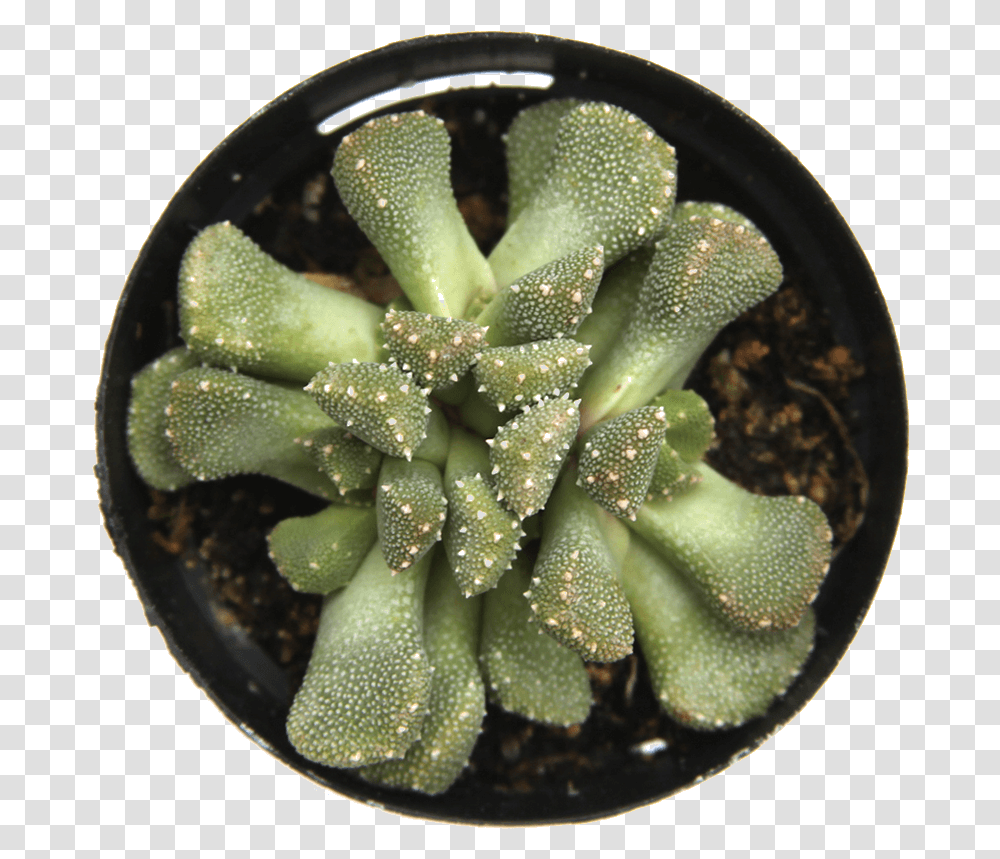 Weberocereus, Plant, Cactus, Aloe Transparent Png