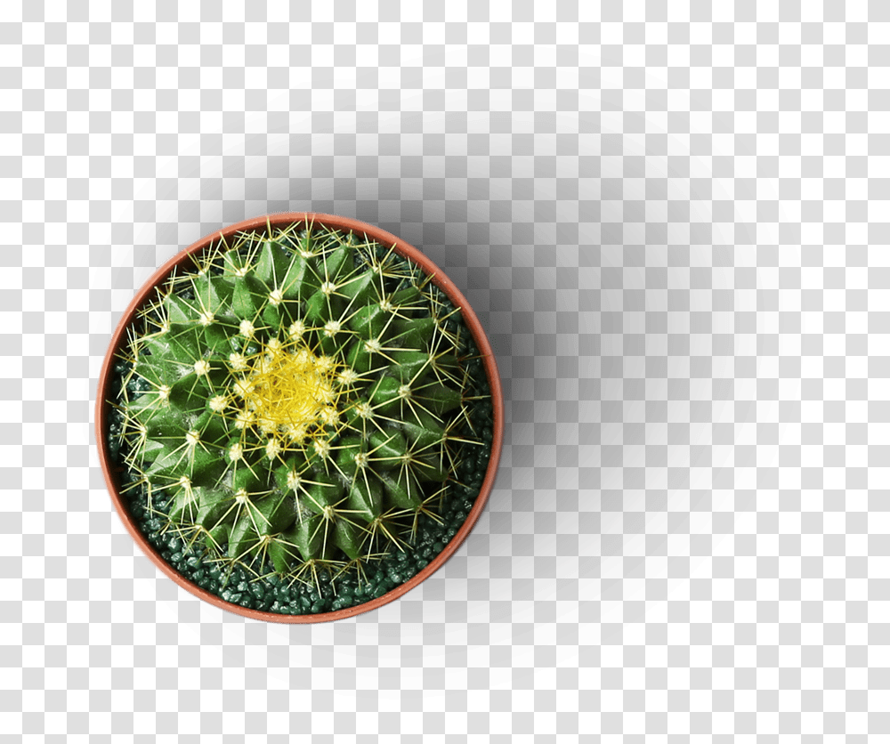 Weberocereus, Plant, Cactus, Wheel, Machine Transparent Png
