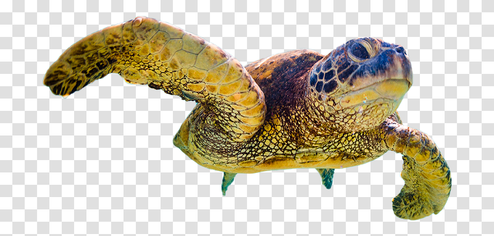 Website Design Hawksbill Sea Turtle, Reptile, Sea Life, Animal, Tortoise Transparent Png