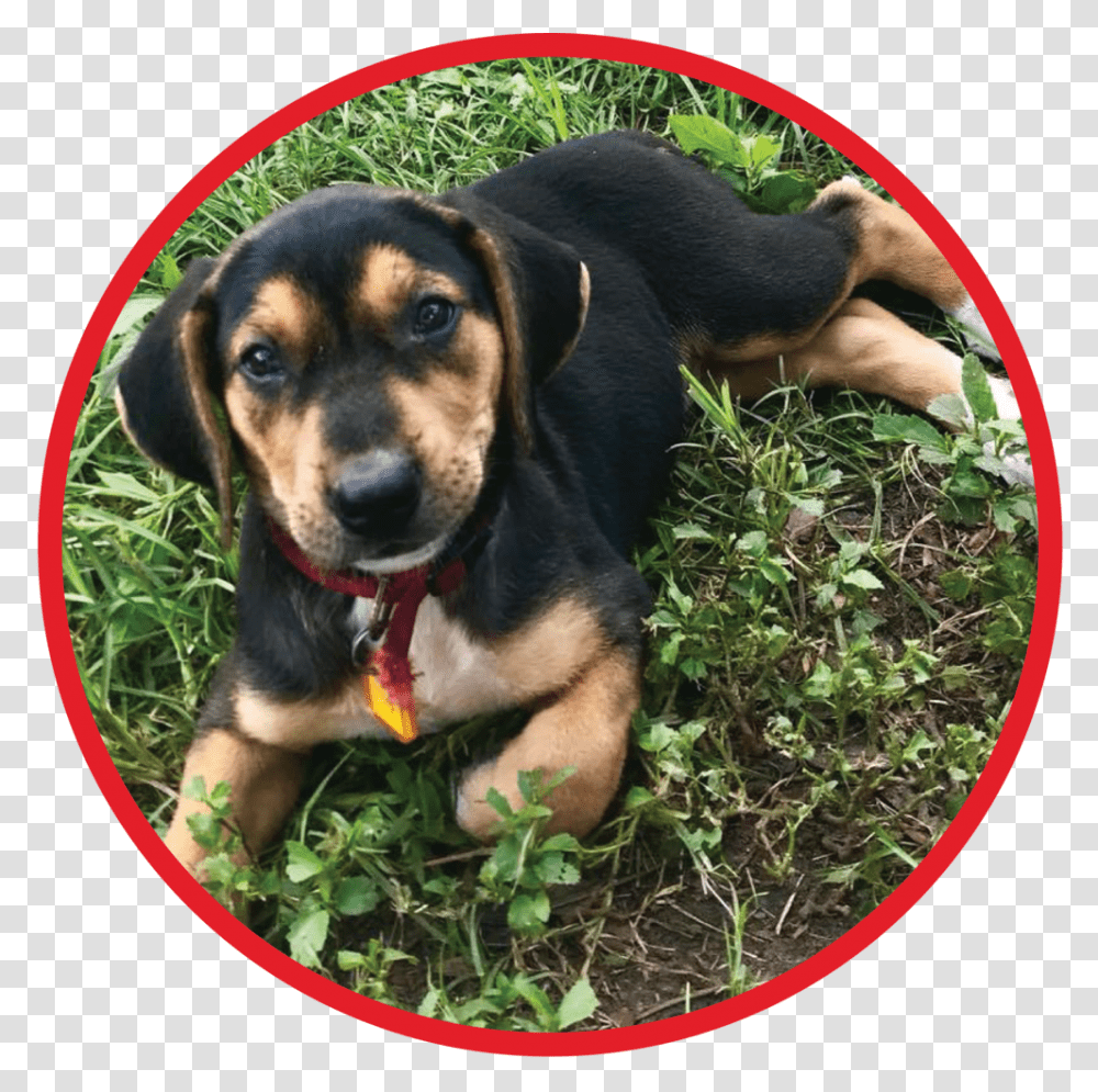 Website Puppy Graphic Beaglier, Dog, Pet, Canine, Animal Transparent Png