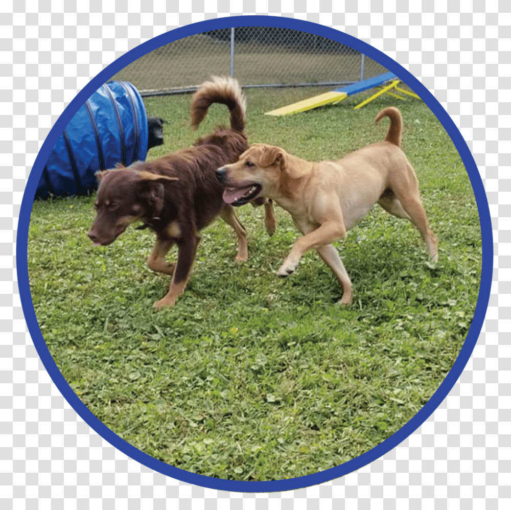 Website Tricks Graphic Companion Dog, Pet, Canine, Animal, Mammal Transparent Png