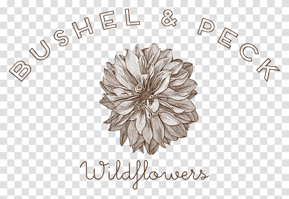 Websiteheaderbp Line Art, Plant, Flower, Dahlia Transparent Png