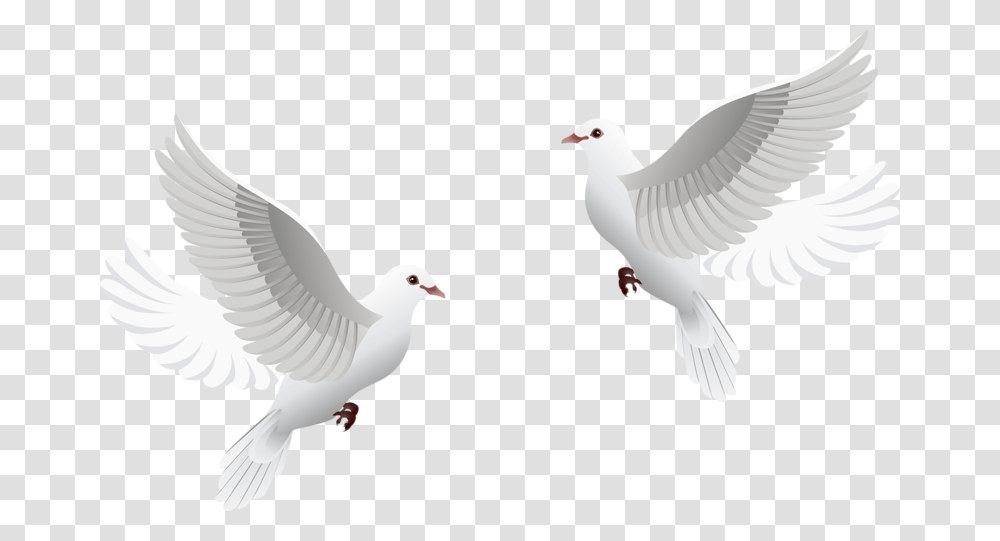 Wedding Dove Clipart, Bird, Animal, Pigeon, Head Transparent Png