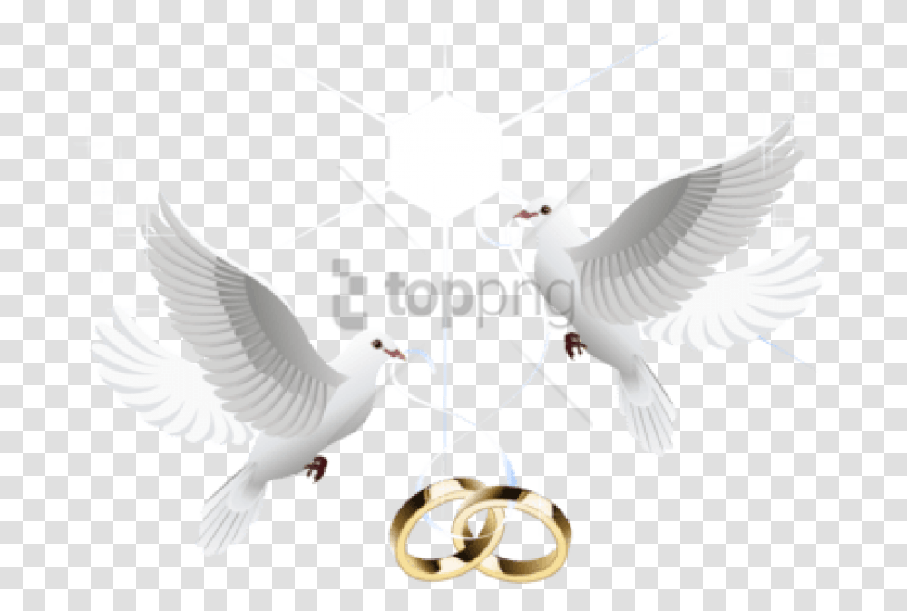 Wedding Dove, Pigeon, Bird, Animal Transparent Png