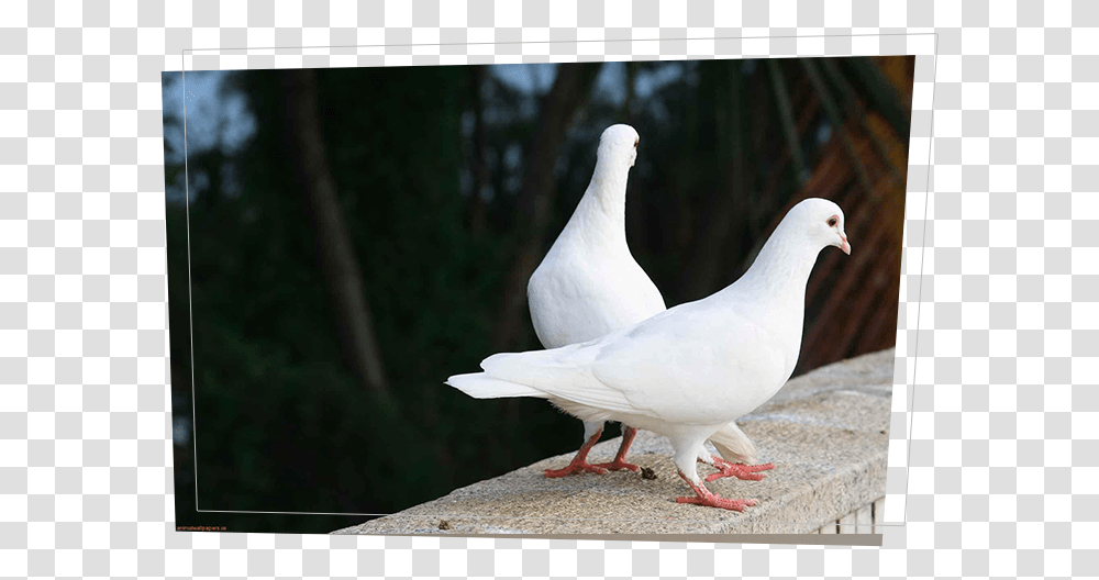Wedding Dove White Two Pigeon Bird, Animal, Head Transparent Png