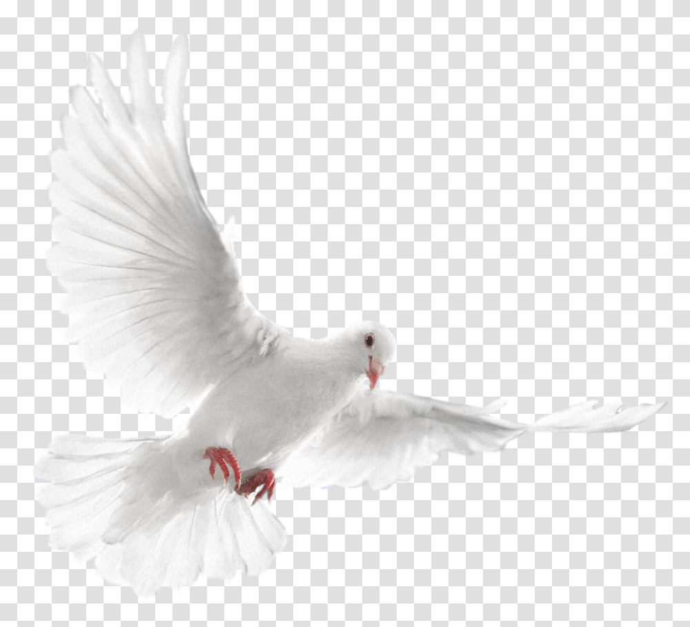 Wedding Doves Dove Rest In Peace, Bird, Animal, Pigeon Transparent Png
