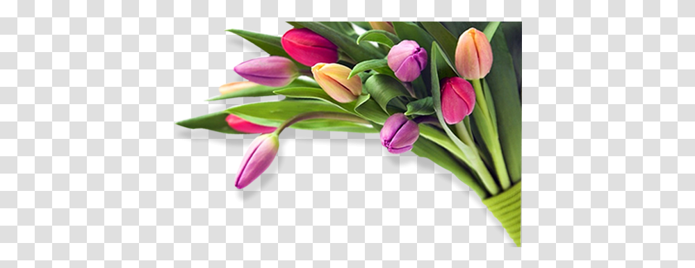 Wedding Flowers Birthday Flower Images, Plant, Blossom, Petal, Tulip Transparent Png