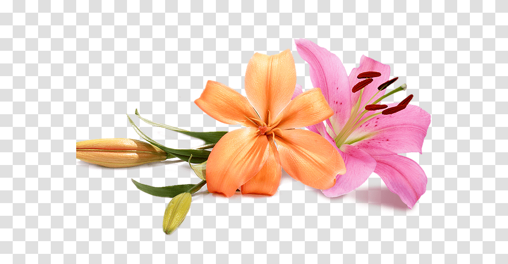 Wedding Flowers, Plant, Blossom, Lily, Amaryllis Transparent Png
