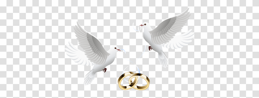 Wedding, Holiday, Bird, Animal, Dove Transparent Png
