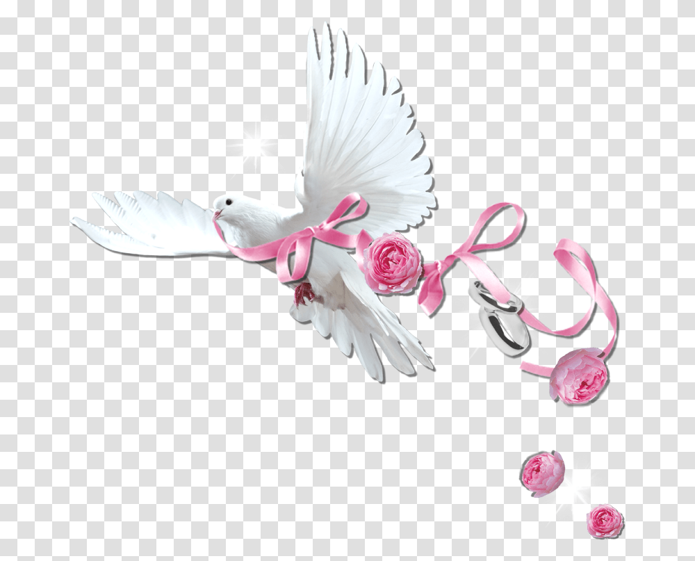 Wedding Invitation Dove Design, Bird, Animal Transparent Png