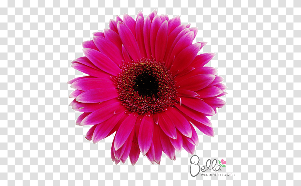 Wedding, Plant, Daisy, Flower, Daisies Transparent Png