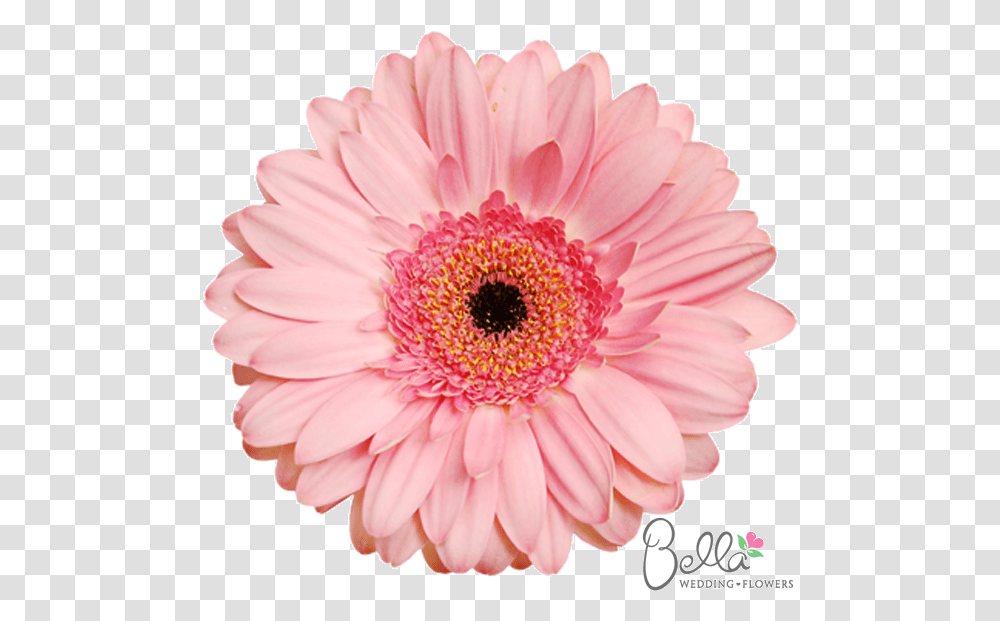 Wedding, Plant, Daisy, Flower, Daisies Transparent Png